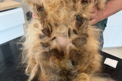 photo-exemple-de-negligence_SAISI_2023-07-15_UCCLE_9-Chihuahuas_9