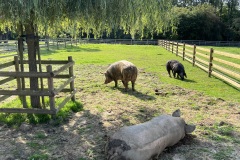 IMG_1261-copie
