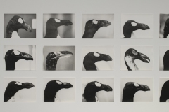 MACS-Vue-de-l-exposition-Jochen-Lempert.Honeyguides-and-Milk-Teeth_Photo-Isabelle-Arthuis_04-1