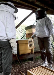 Etterbeek beekeepers harvesting honey