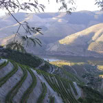 Wine of the month: Portugal