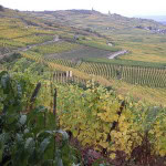 Discover the wine of Alsace