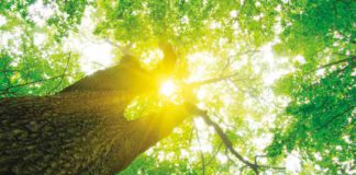 Self-help: The decision-making survival kit sle-help