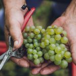 Steiermark wine: Steep hills, keen Austrian wines STEIERMARK WINE