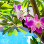 Travel Cambodia: Villa Agati – eco-friendly and Belgian