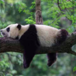 Charity: World Wildlife Fund