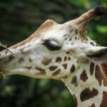 Responsible globetrotting: Discover the wonders of Botswana TRAVEL Africa Vegetarian lunch in Botswana