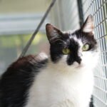 Help Animals: Rescuing and rehoming one animal at a time