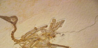 Belgian Neanderthals made tools from bird bones