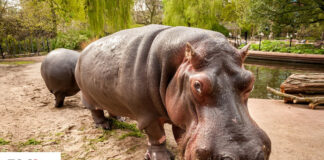 Love among the animals at Antwerp Zoo