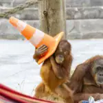Belgian park doing its bit for endangered species
