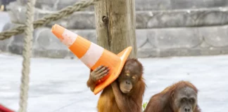 Belgian park doing its bit for endangered species