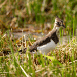 Belgian Zoo striving to save an endangered bird species