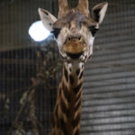 New arrival at Pairi Daiza