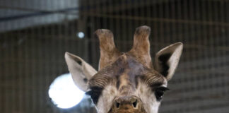 New arrival at Pairi Daiza
