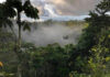 Belgian park helping to preserve the rainforest