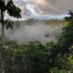 Belgian park helping to preserve the rainforest