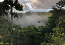 Belgian park helping to preserve the rainforest