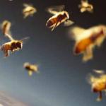 Belgian Beekeeping